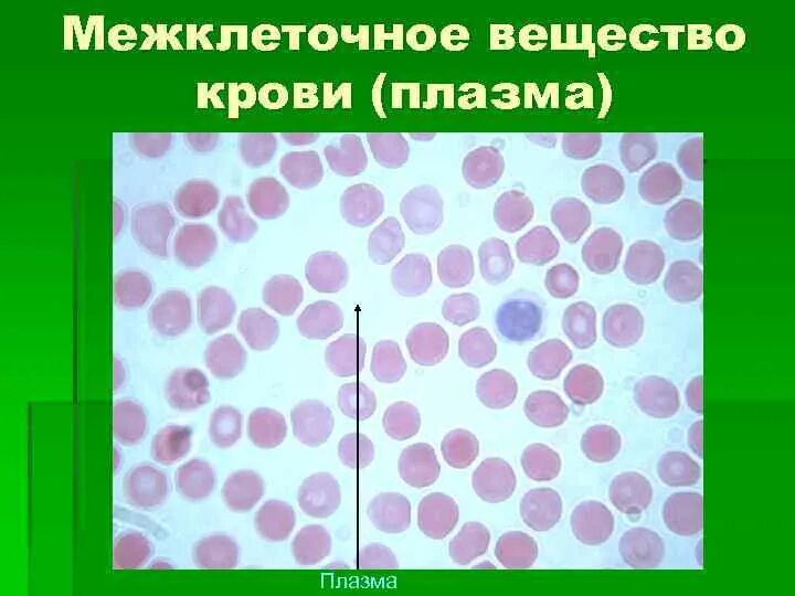 Межклеточное вещество находится. Межклеточное вещество крови. Строение межклеточного вещества. Неклеточное вещество это. Межклеточноеное вещество это.