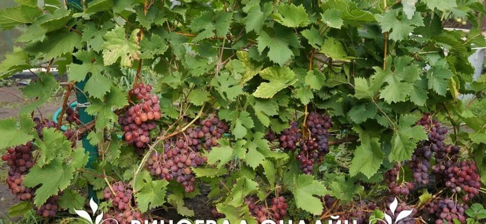 Виноград экспресс ранний. Виноград вишенка. Вишня и виноград. Черри черный виноград. Виноград вишня.