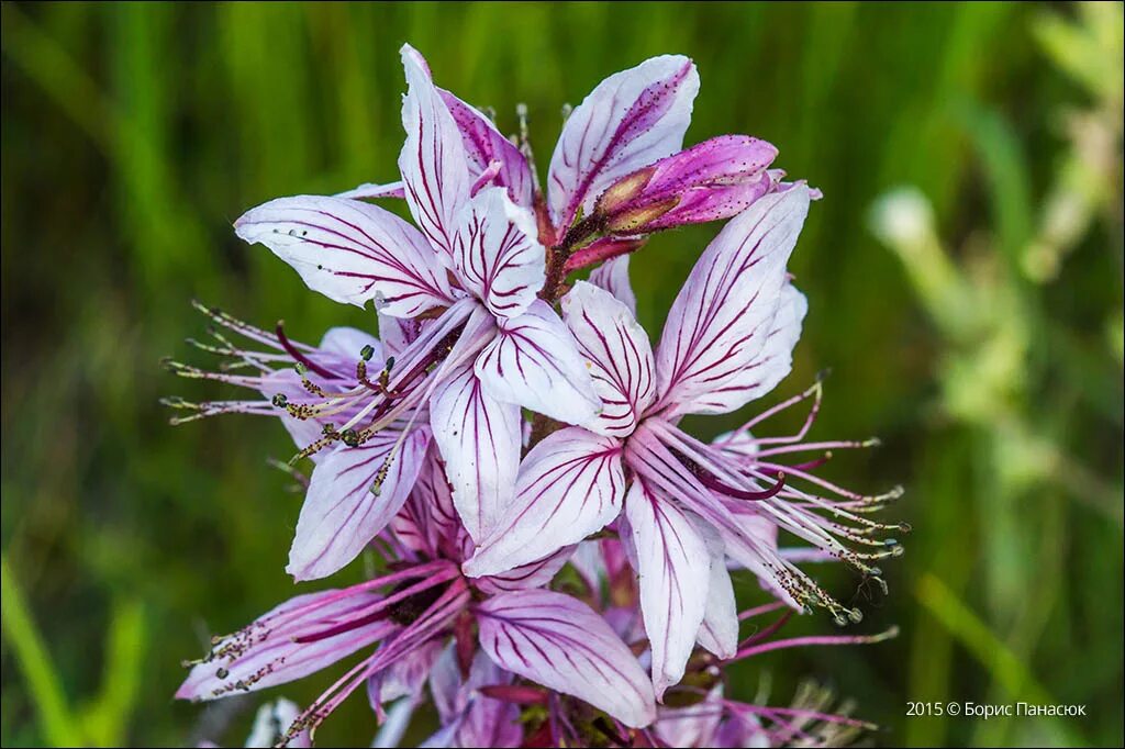Дикий бадьян ясенец. Ясенец кавказский. Ясенец узколистный. Ясенец кавказский ядовитое. Ясенец кавказский неопалимая купина.