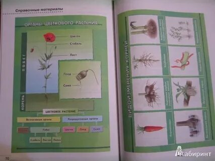 Н и сонина 5 класс