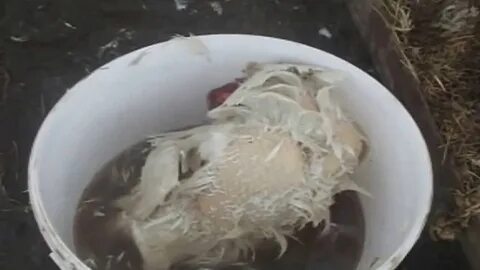 Утку ощипать быстро и легко