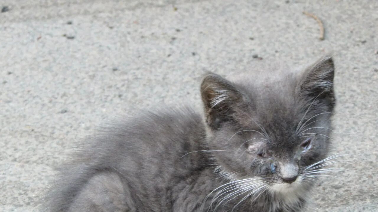 Серый котёнок. Серый котенок с белыми лапками. Дворовые котята с белыми лапками. Серый котенок 2 недели. Котенок 6 недель