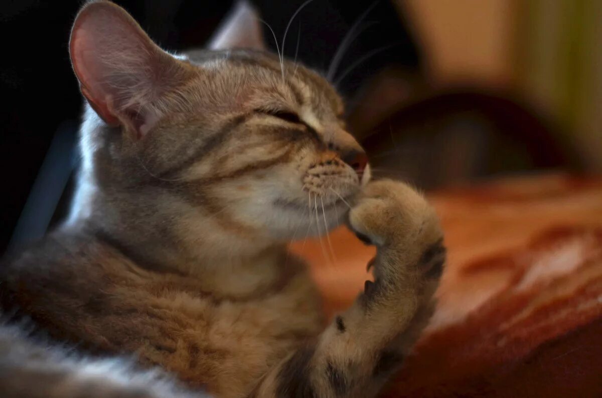 Кошка думает. Кот задумался. Задумчивый. Кот думает. Котик задумался.