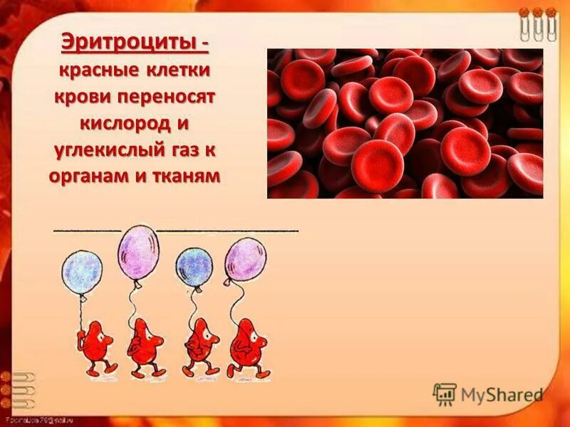 Эритроциты в крови. Клетки крови переносящие кислород. Эритроциты переносят кислород. Клетки крови эритроциты. Эритроциты 3 при беременности
