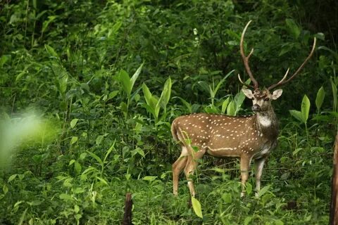 Wildlife meaning