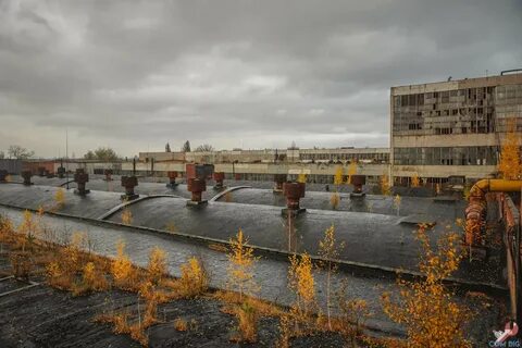 Лавсан курск