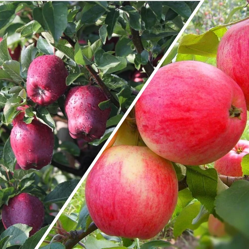 Яблоня сорт кандиль описание. Сорт яблок кандиль орловский. Кандиль орловский яблоня кандиль орловский яблоня. Сорт яблок кандиль-синап. Яблоня сорт кандиль описание.