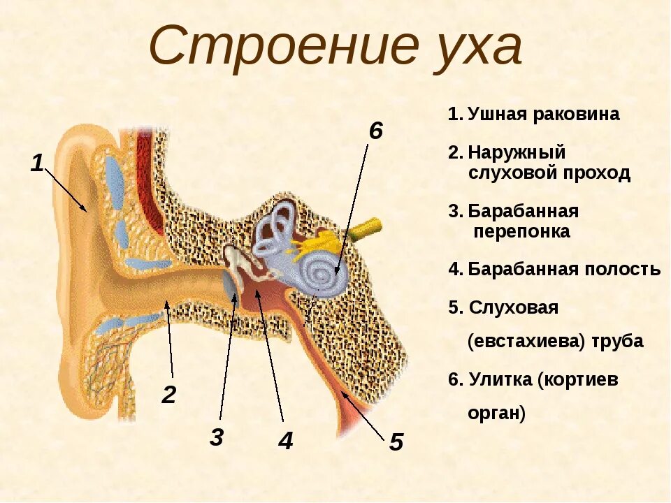 Характеристика уха человека. Ушная раковина анатомия строение уха. Наружное ухо строение анатомия. Строение наружного уха анатомия. Строение ушной раковины человека анатомия.