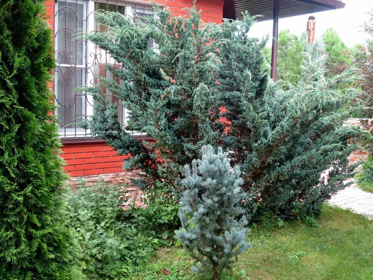 Можжевельник блю альпс в ландшафтном дизайне - Арт Минск.ру