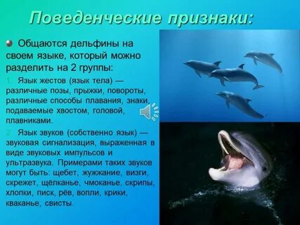 Дельфин приспособление к среде обитания