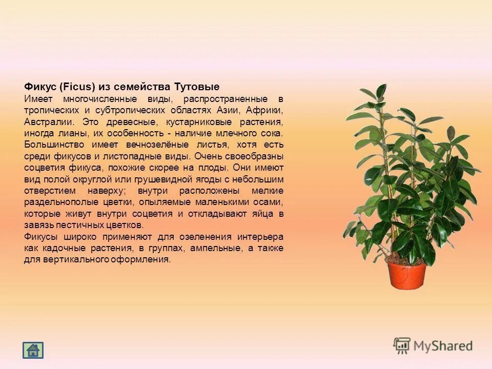 Сообщение о фикусе