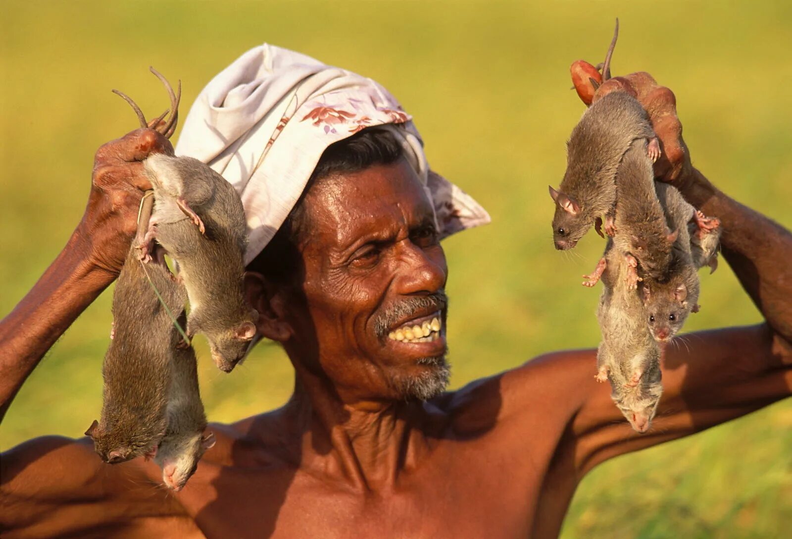 грызуны крысы. крыса. серая крыса пасюк. что едят крысы. мышь с пиццей.