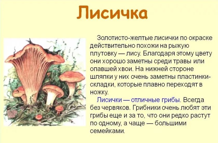 Лисичка какая группа грибов