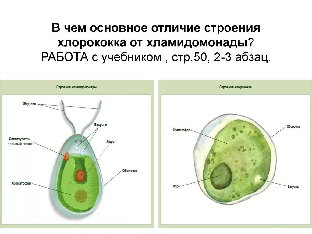 Строение хлореллы. Клетка хламидомонады рисунок. Хлорелла строение клетки. Хлорелла строение. Строение одноклеточных водорослей хламидомонада и хлорелла.