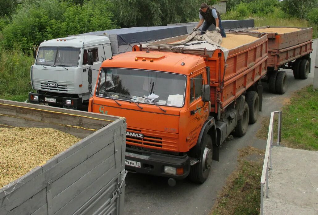 Работа перевоз. КАМАЗ 55102 груженый. КАМАЗ 55102 С зерном. КАМАЗ 55102 лесовоз. КАМАЗ-5320 на элеваторе.