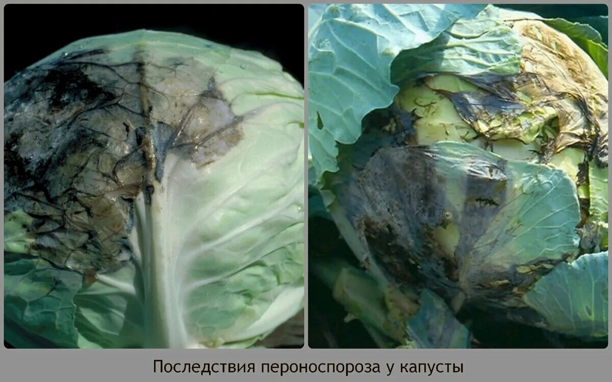 Капуста темнеет