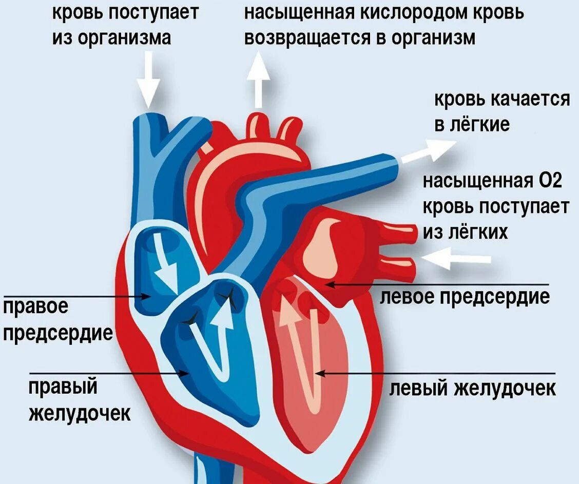 Строение сердца. Строение сердца человека. Как кровь поступает в сердце. Желудочек сердца. Кровь в левое предсердие попадает