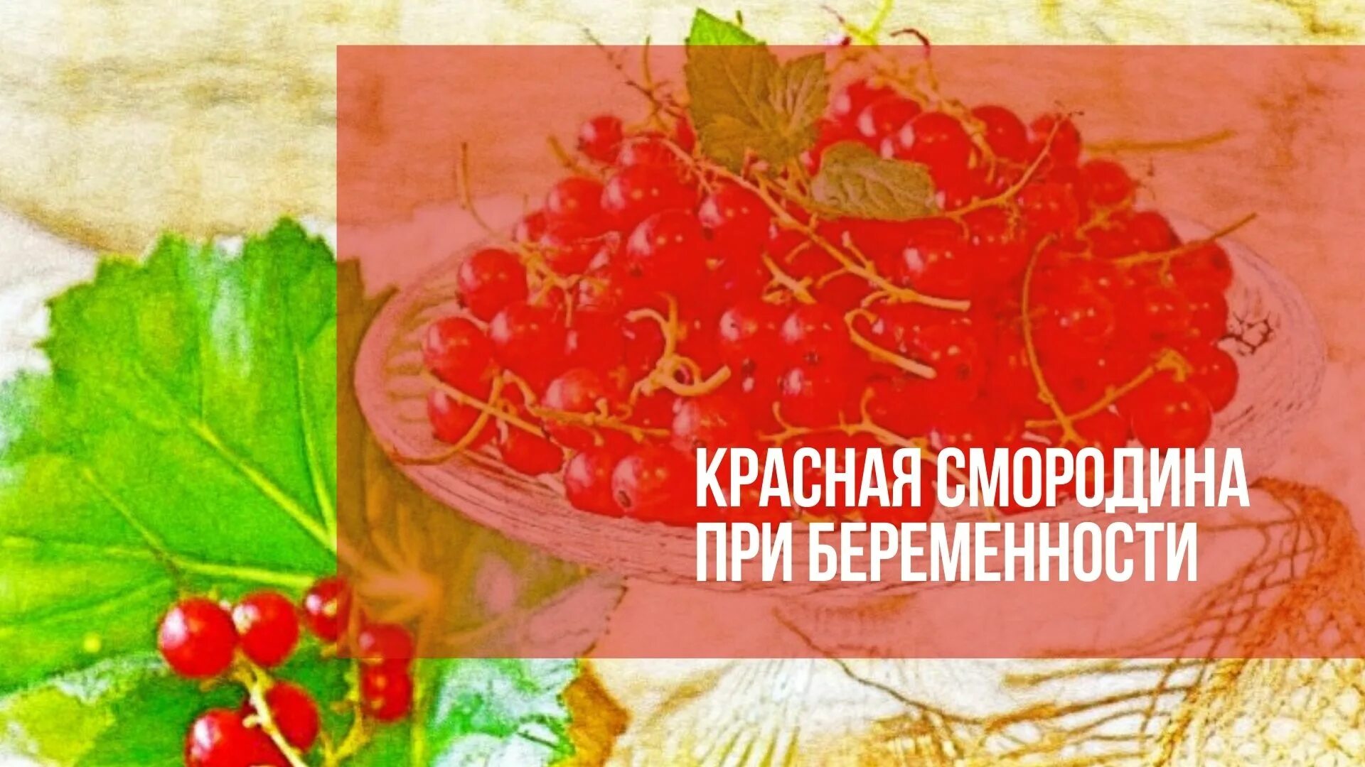 Красная смородина при беременности
