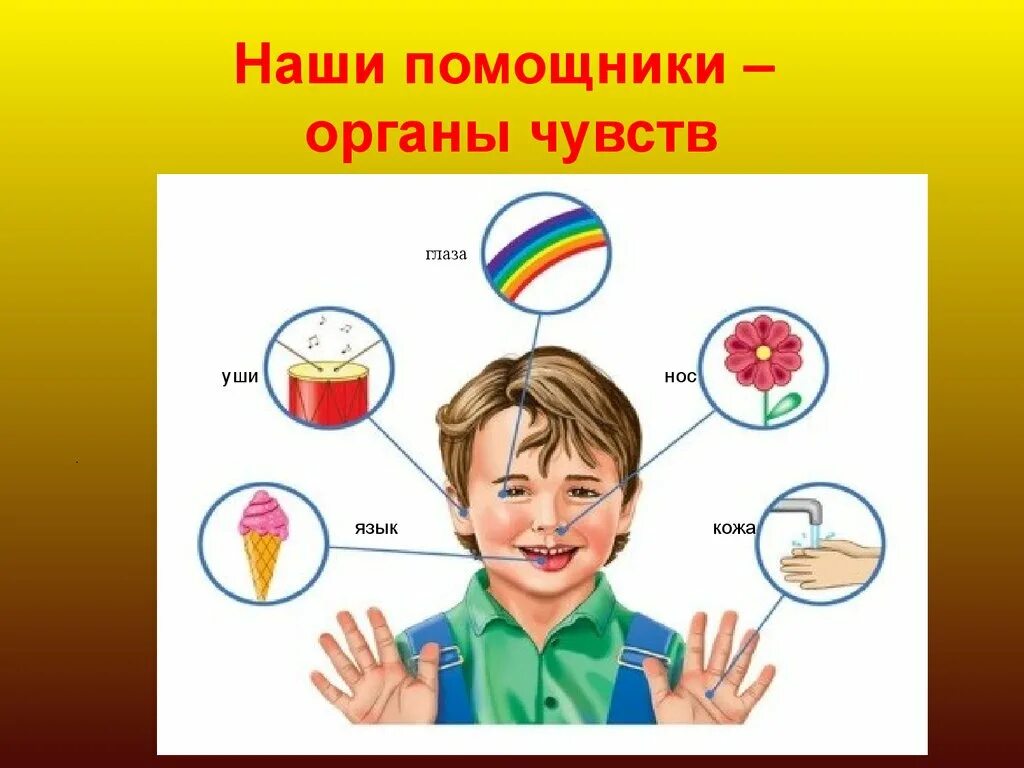 Органы чувств появились у. Наши помощники органы чувств. Презентация органы чувств для дошкольников. Наши помощники органы чувств для дошкольников. Окружающий мир органы чувств.