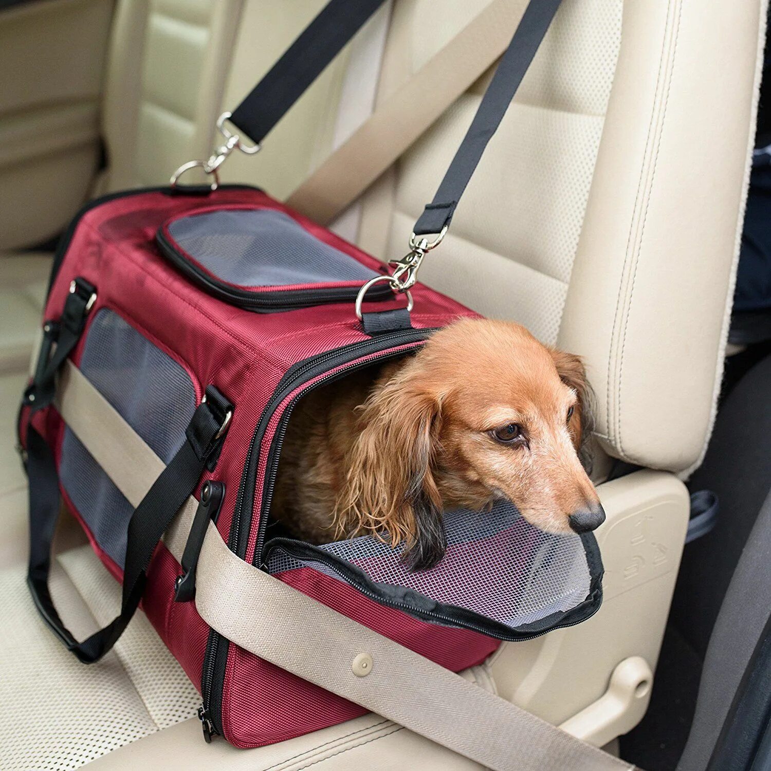 Pet travel