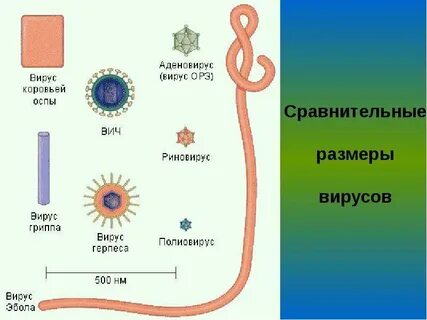 2 формы вирусов