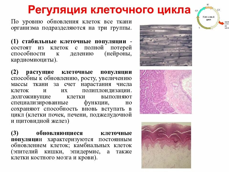 Три группы клеток. Клеточные популяции. Три уровня обновления клеток всех тканей организма. Стабильная популяция клеток. Обновляющиеся клеточные популяции.