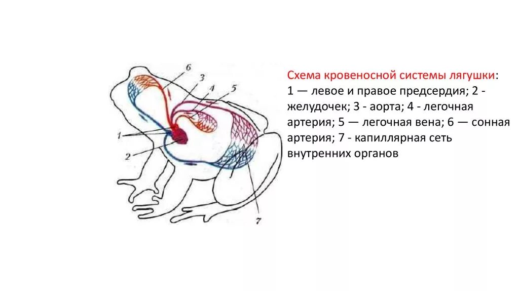 Круг кровообращения черепахи. Схема кровеносной системы лягушки. Схема кровеносной системы лягушки рис 131. Rhjdtyjcyfzcbcntvf kzueirb c[TVF. Схема кровеносной системы лягушки 7 класс.