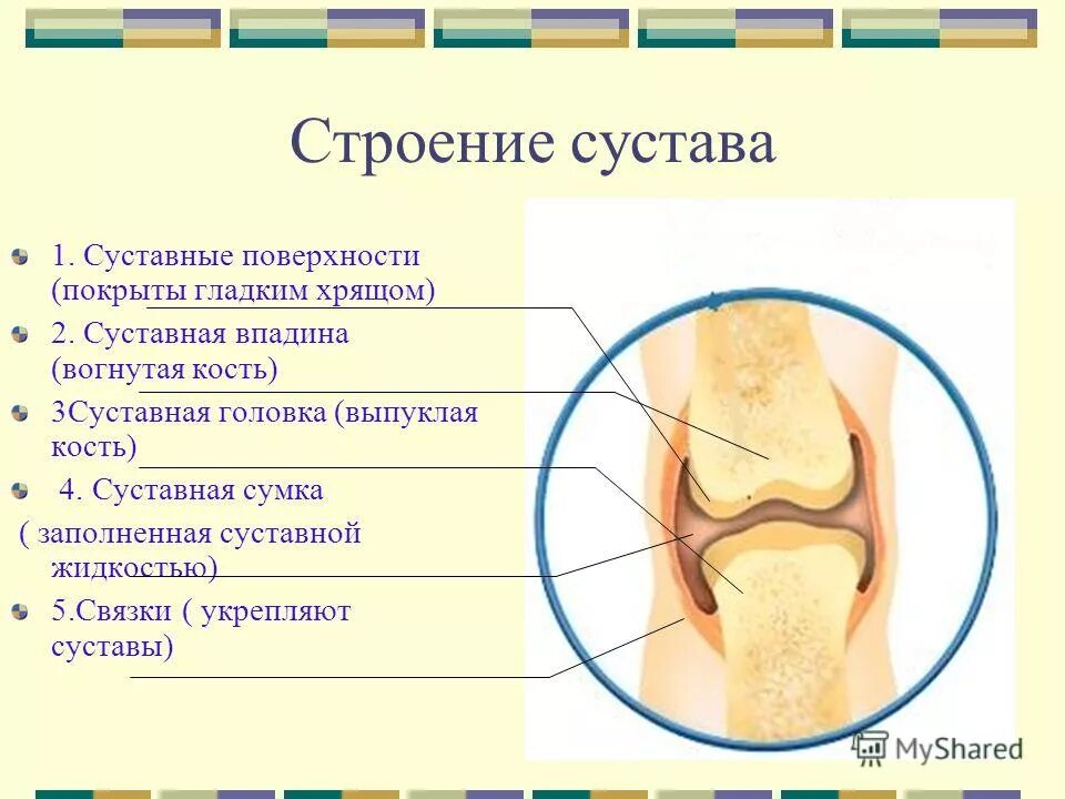 суставы и хрящи человека. хрящ это кость. хрящ это кость. хрящ это кость. строение сустава человека.