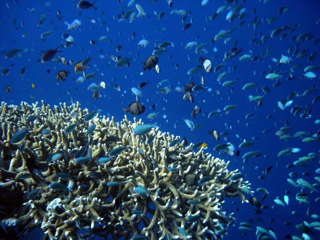 Разнообразие водных организмов. Планктон в мировом океане. Морские гидробионты. Подводный мир Баренцева моря. Водная среда.