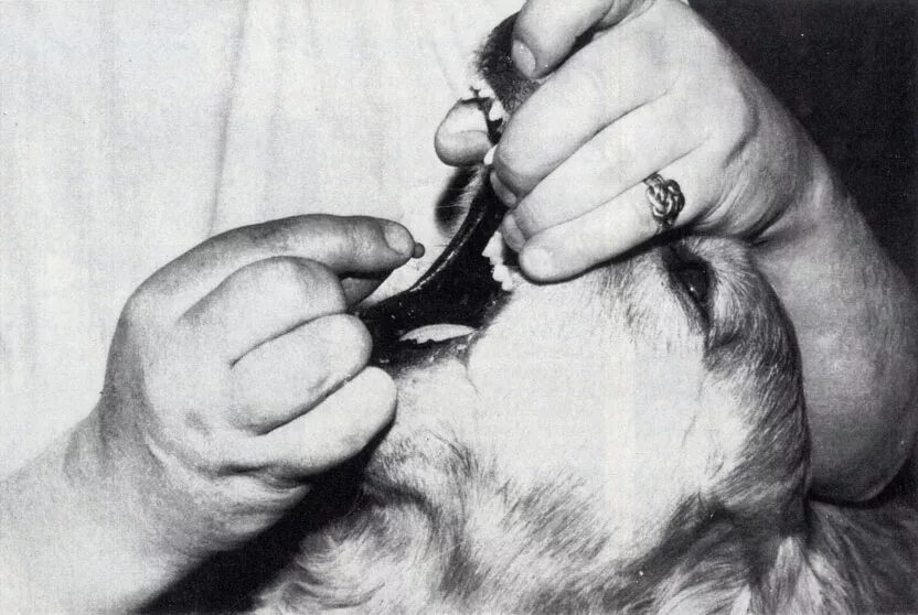 Руки разжимают челюсти собаку. Собаке дают таблетку. Для разжимания челюсти собаке. Как открыть рот собаке