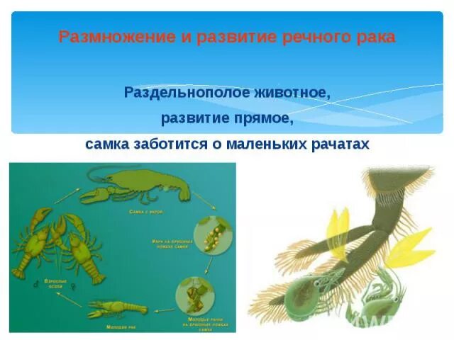 Какие животные являются раздельнополыми членистоногие. Раздельнополые животные. процесс развития рачков. раздельнополые развитие прямое.