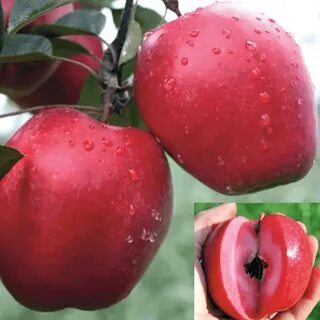 Яблоня скарлет сюрпрайз