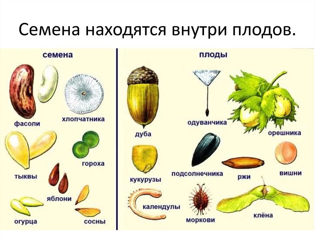 Виды плодов. Плоды цветковых растений таблица. Плоды цветковых растений. Разнообразие семян. Плоды и семена.