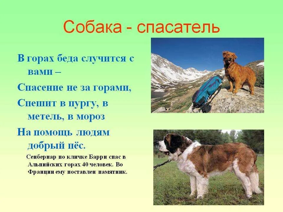 Предложение с помощью собаки. Собаки спасатели. собаки спасатели породы. собака для презентации. собаки спасатели презентация.