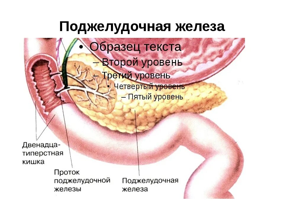 Нужна ли поджелудочная. Строение поджелудочной железы анатомия. Фатеров сосочек поджелудочной железы анатомия. Поджелудочная железа рисунок. Поджелудочная на картинке человека.