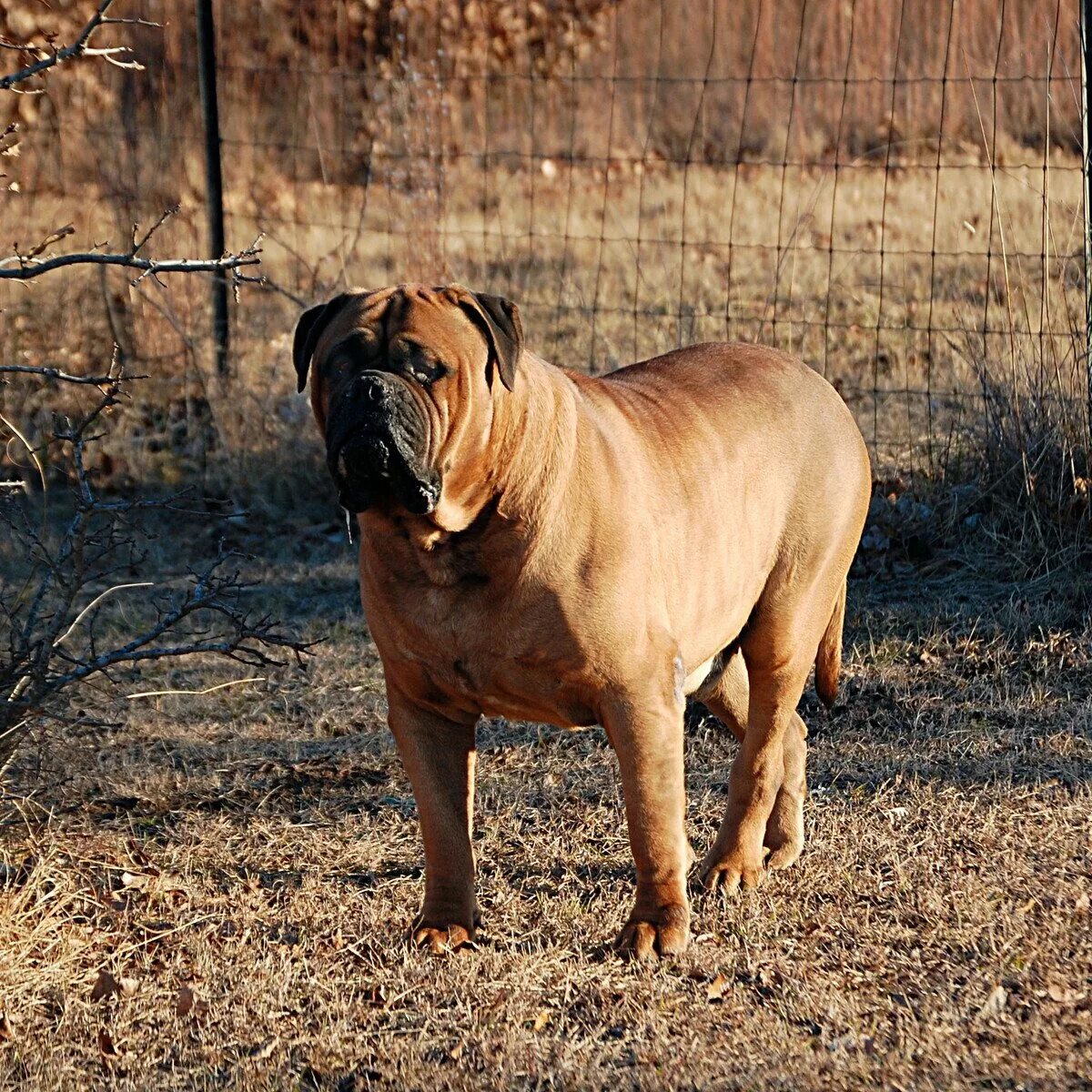 List of mastiff type breeds