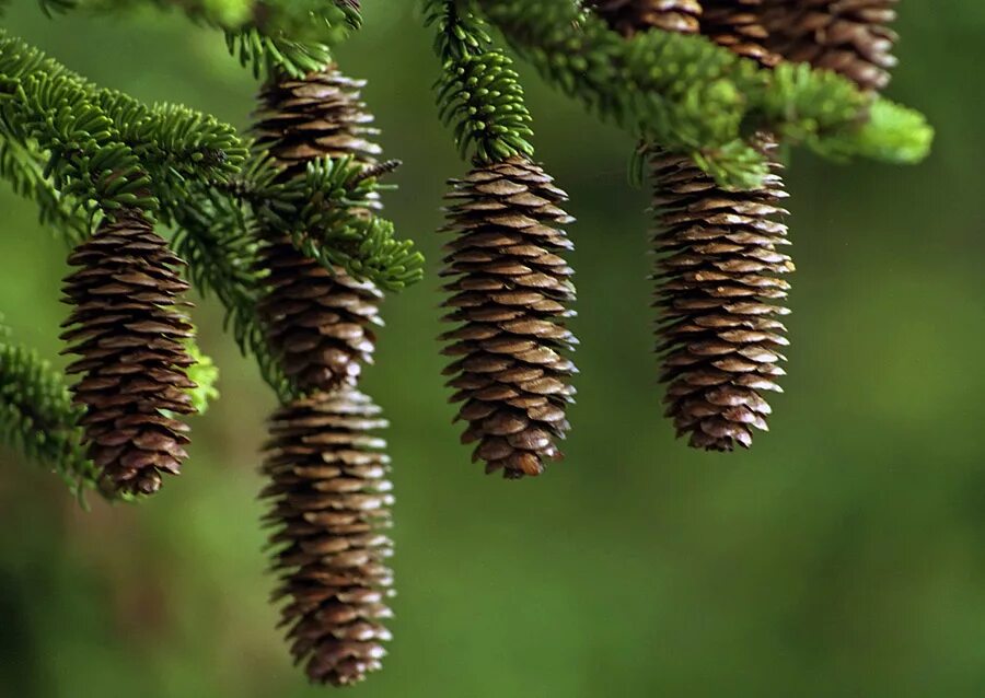 Описание шишек ели. Ель Глена (Picea glehnii). Ель Глена Сахалин. Ель Глена шишки. Ель Глена - Picea glehnii (fr. Schmidt) Mast..