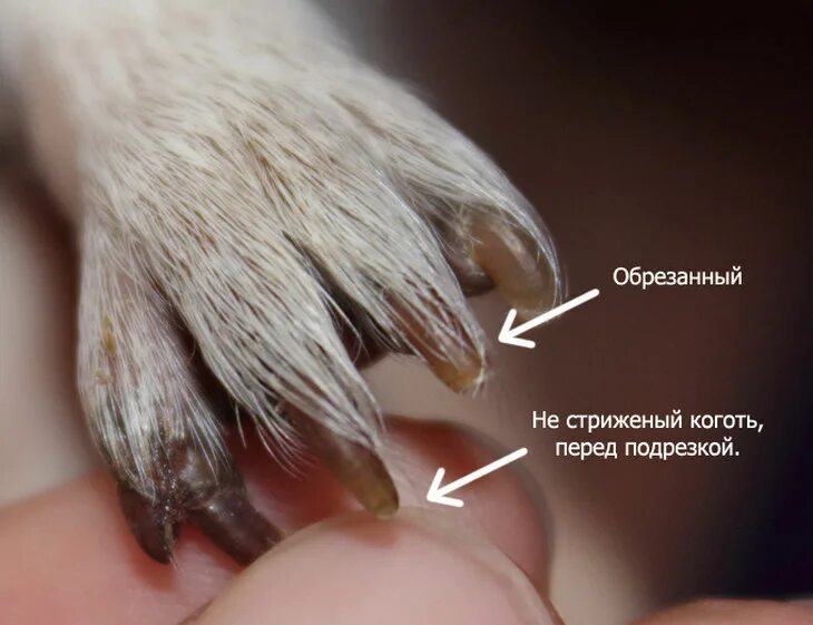 Как стричь ногти у собак. Стрижка когтей у собак. как правильно стричь ногти собаке. как подстричь когтис собаке. стрижка когтей щенку.