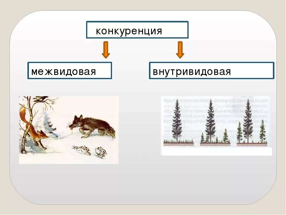 Внутривидовая и межвидовая конкуренция. Межводная конкуренция. Меж рчдоаая конкуренция. Пример межвидовой конкур.