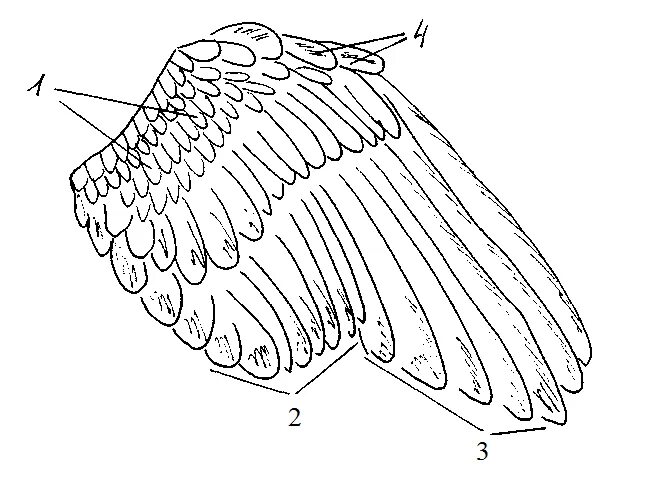 Анатомия голубя Крылья. Маховые Крылья птиц строение. Голубиное крыло строение. Крылья сверху сбоку. Расположение перьев у птиц