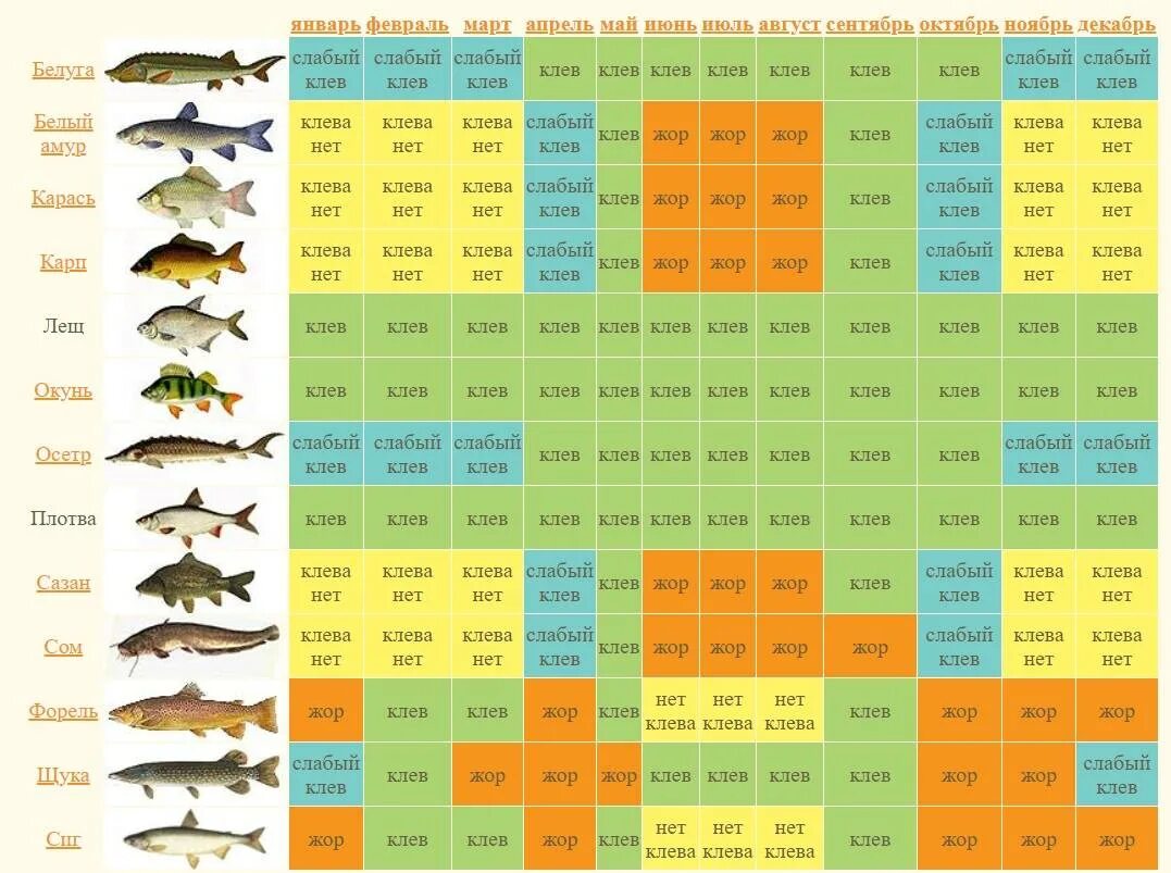 Какую рыбу сейчас можно ловить. Рыбалка таблица клева. Календарь рыбака. Календарь ловли рыбы. Рыболовный календарь клёва.