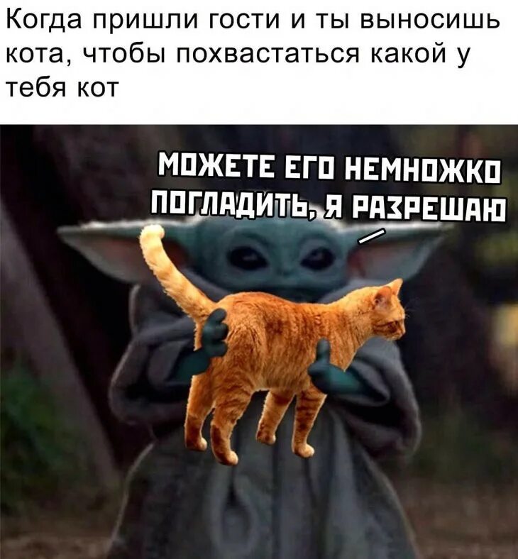 Кот пришел. Показывает кота гостям. Кот хвастается. Мемы с котиками. Включи никто не видел