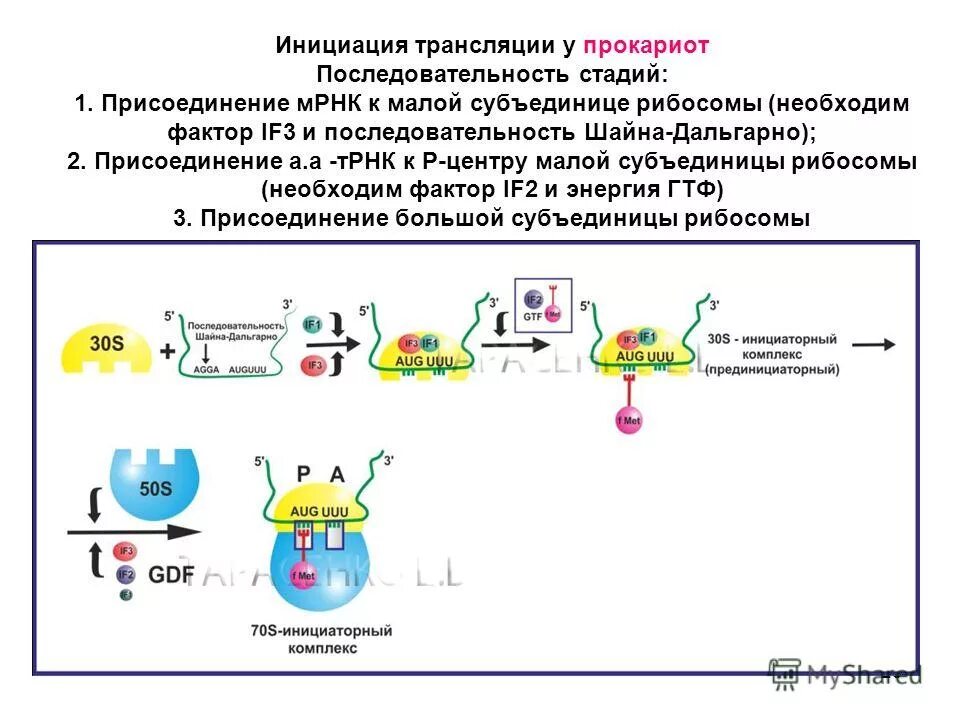 Этапы инициации трансляции. Инициация трансляции у прокариот и эукариот. Схема инициации трансляции у эукариот. Инициация трансляции у прокариот. Факторы инициации трансляции у эукариот и прокариот.