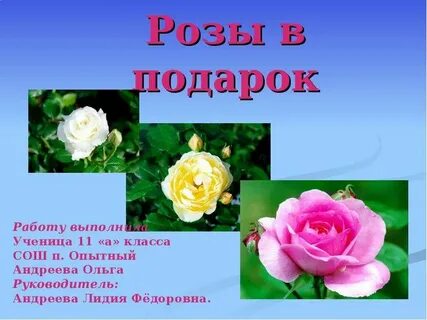 Описание розы 3