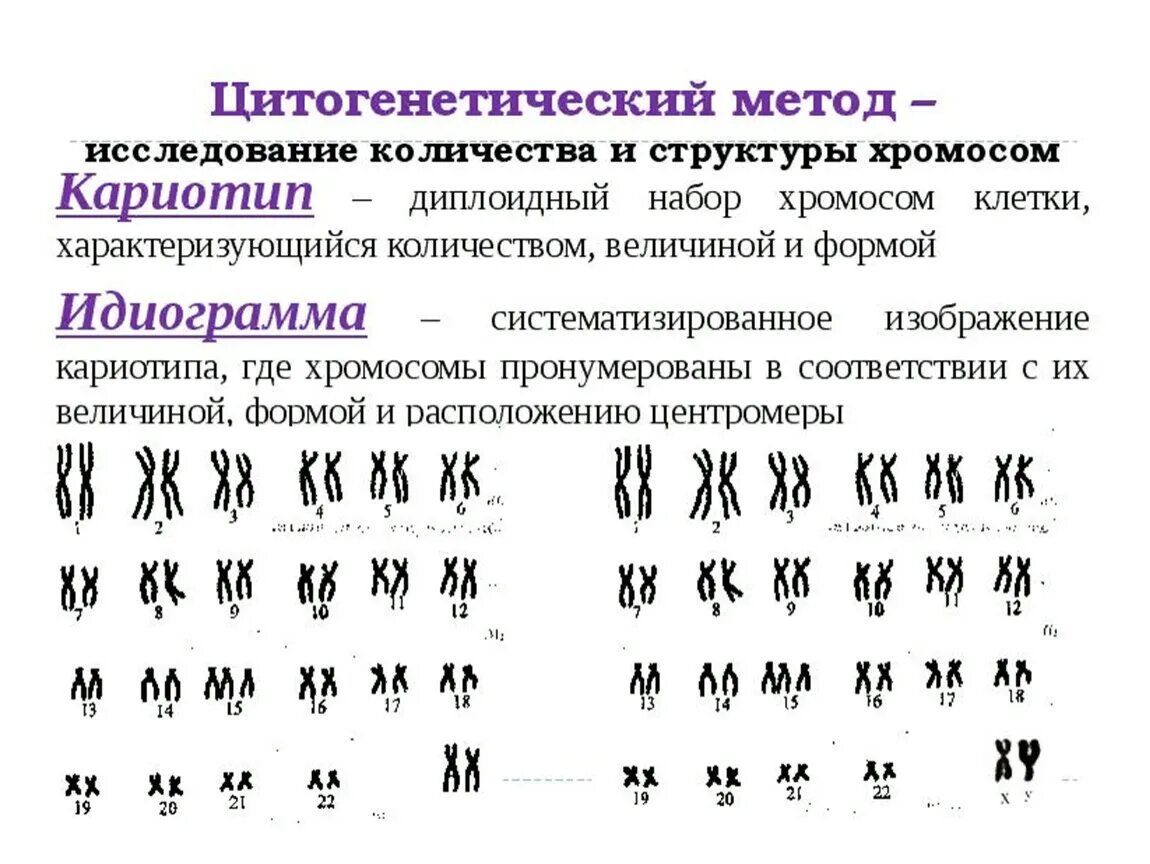 Кариотип человека определяют