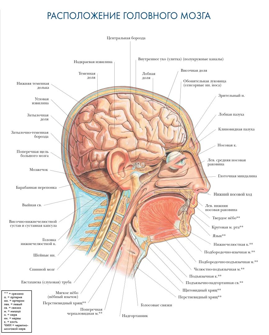 Мозг имеет полость. Строение головы сбоку. Голова человека в разрезе сбоку. Строение головы человека анатомия. Внутреннее строение головы анатомия человека.