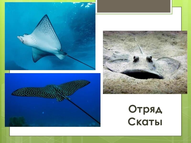 Представители скатов. Представители отряда скаты. Хрящевые рыбы представители скаты. Отряды и представители хрящевых рыб. Представители скатовы.
