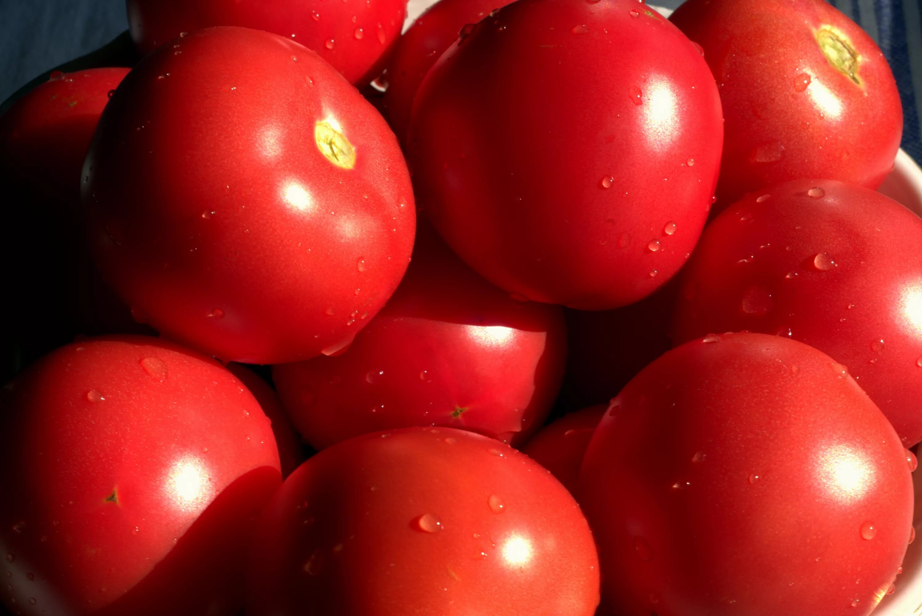 Выращивание томата красным красно. Гавриш томат мастер f1. Томаты красные. Томат круглый красный. Красные томаты сорт.