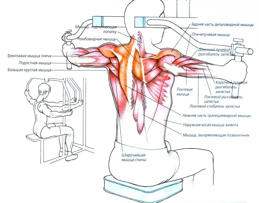 Плечевой сустав мышцы действующие на сустав. Отведение плеча мышцы. Отведение плеча какая мышца. Мышцы поднимающие руку встопону. Упражнения на дельтовидные мышцы рук.