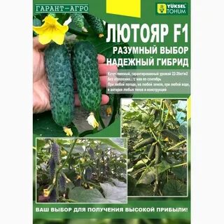 Огурец лютояр f1 отзывы